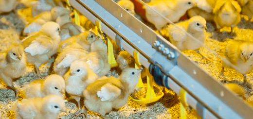 Как выращивать цыплят на ферме — Полезная информация 7 Как выращивать цыплят на ферме — Полезная информация