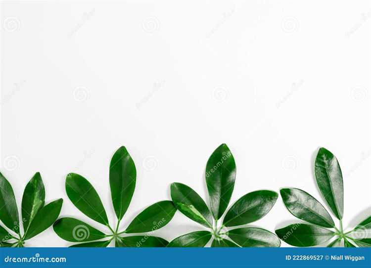 Увлекательные идеи использования органических материалов в различных сферах деятельности 4 Гриндеры