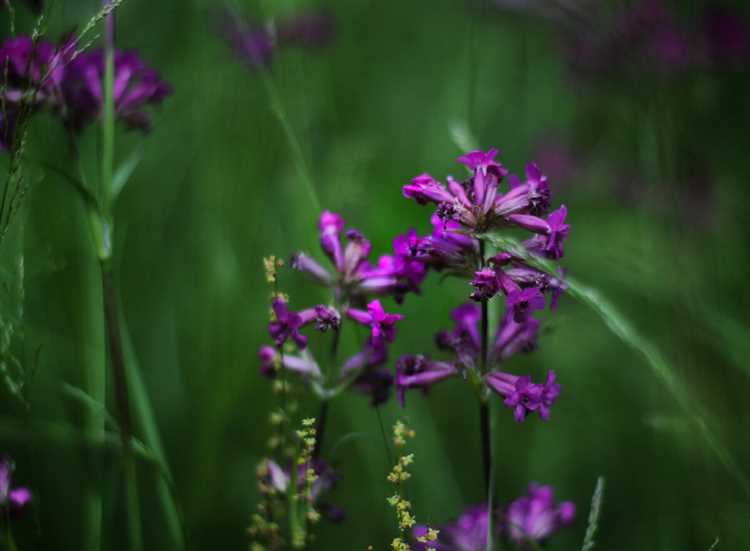 Преимущества создания вещей из разных видов трав