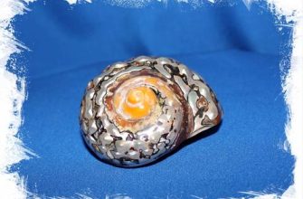 sovety o tom kak ispolzovat rakushki i kamni v svoey rabote i v tvorchestve